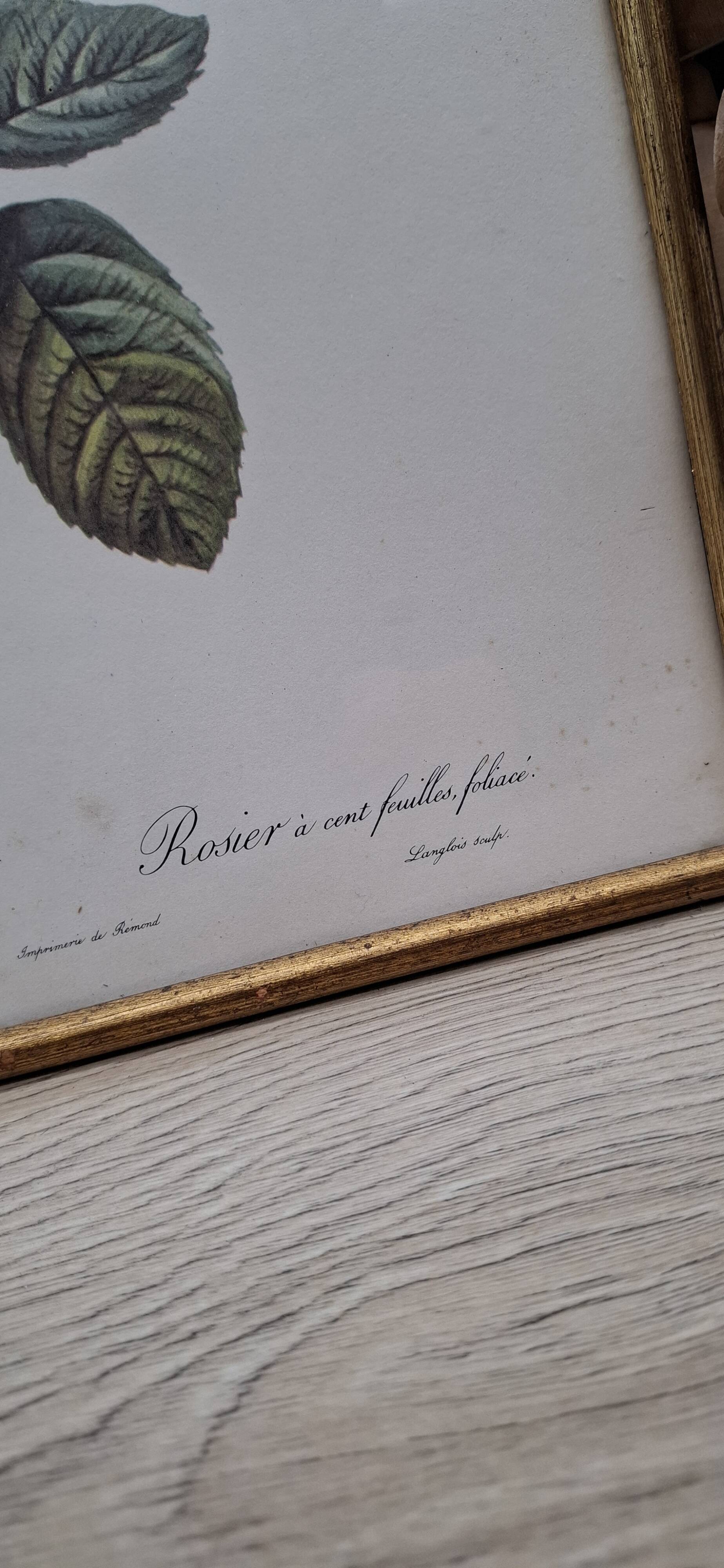Botanical lithograph Hundred-leaf rose bush PJ Redouté