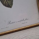 Botanical lithograph Hundred-leaf rose bush PJ Redouté