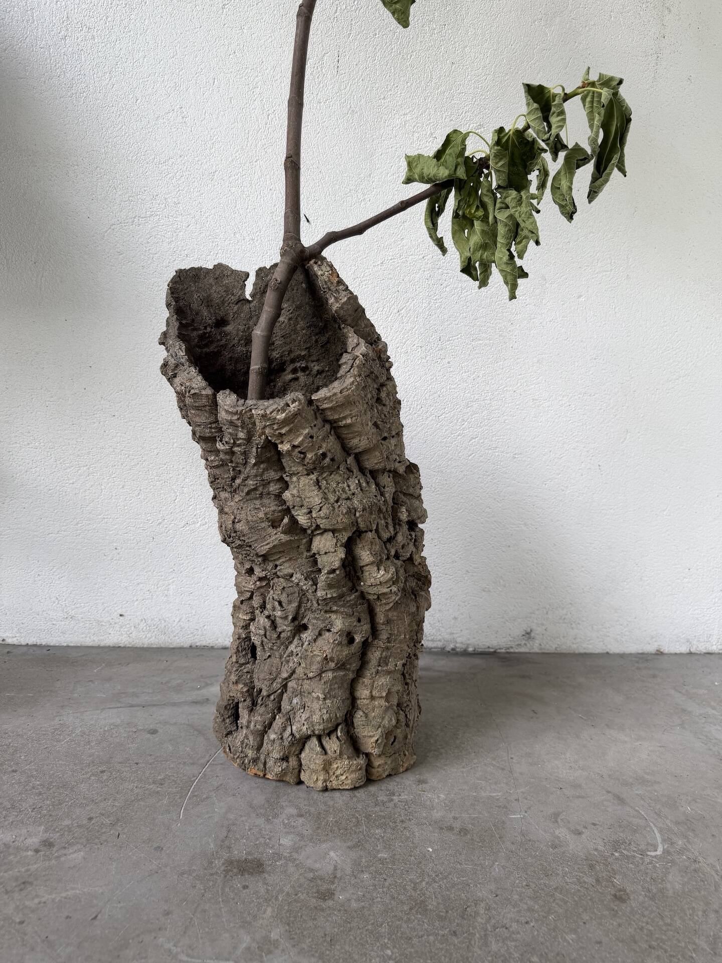 XL cork bark vase