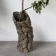 XL cork bark vase
