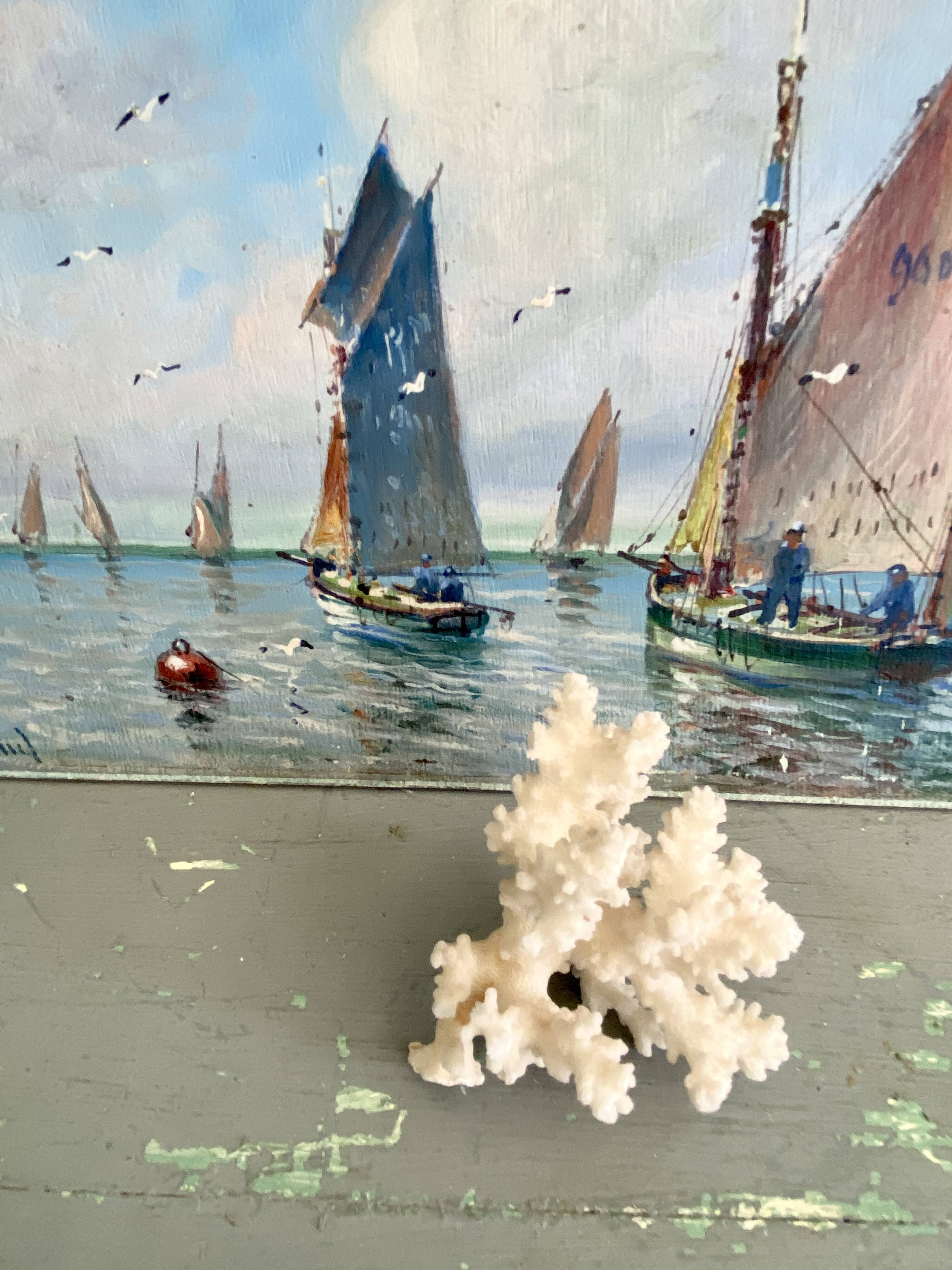 Corail 10 cm, cabinet de curiosités