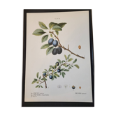 Planche botanique Prunier épineux de P.J. Redouté 