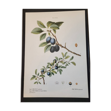 Botanical plate of the spiny plum by P.J. Redouté