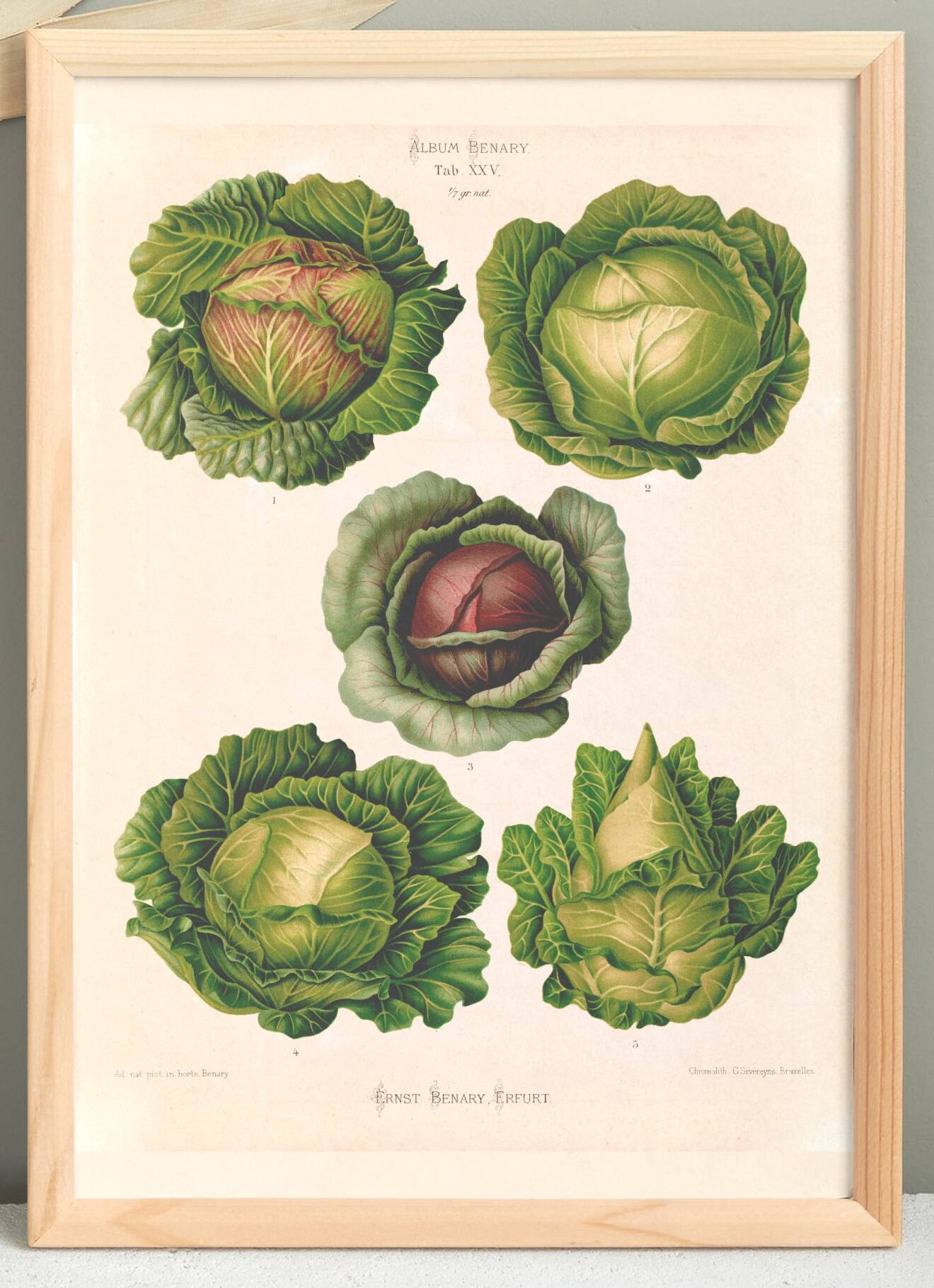 Poster on cabbages, based on an old engraving from 1886.
