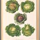 Poster on cabbages, based on an old engraving from 1886.