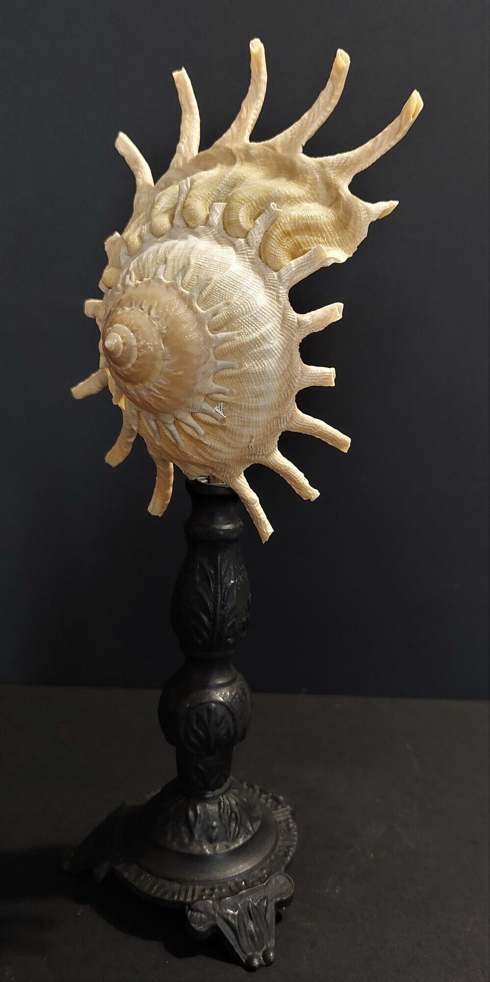 Cabinet de Curiosités coquillage stellaria solaris sur socle