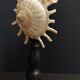 Cabinet de Curiosités coquillage stellaria solaris sur socle