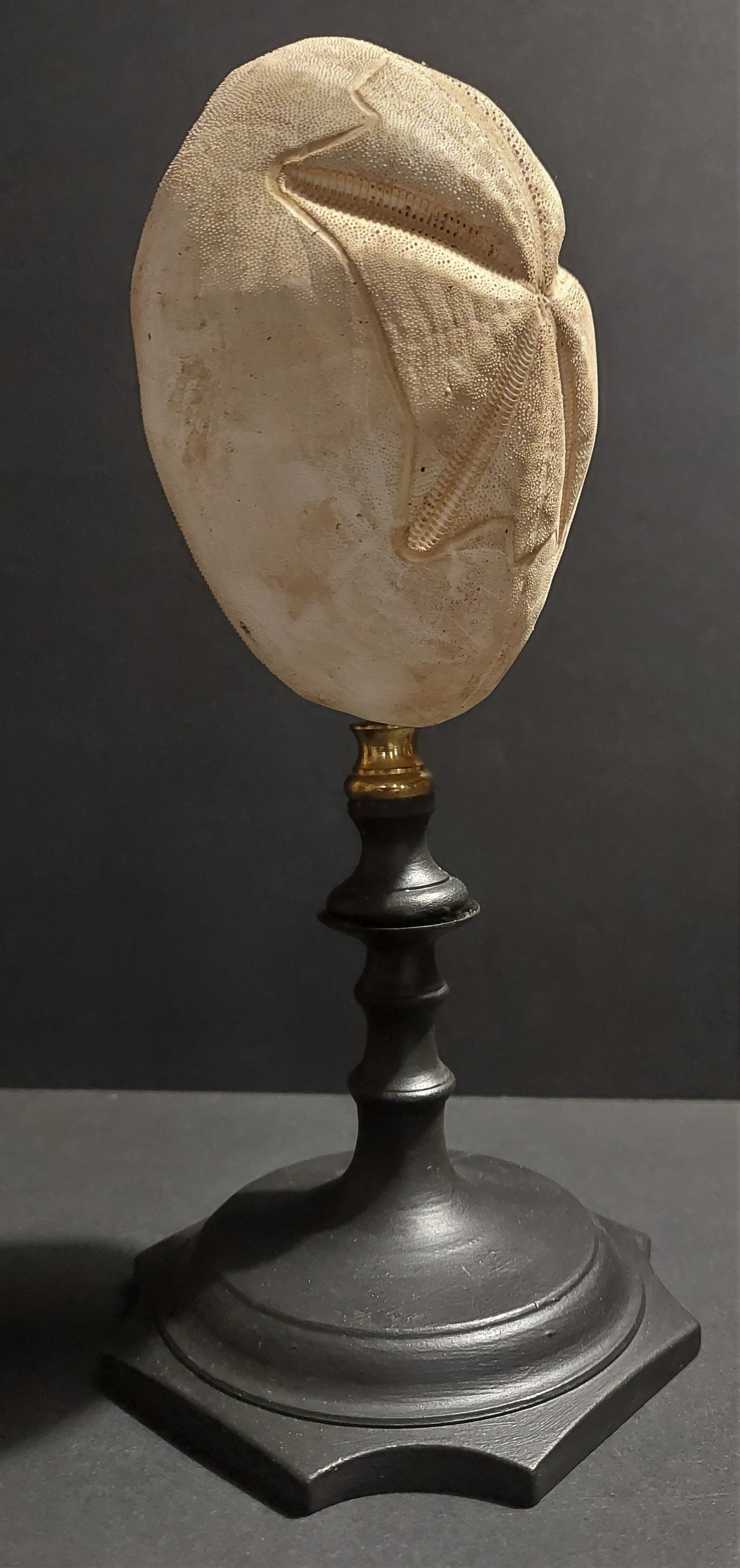 Cabinet of Curiosities sea urchin brissus unicolor on base