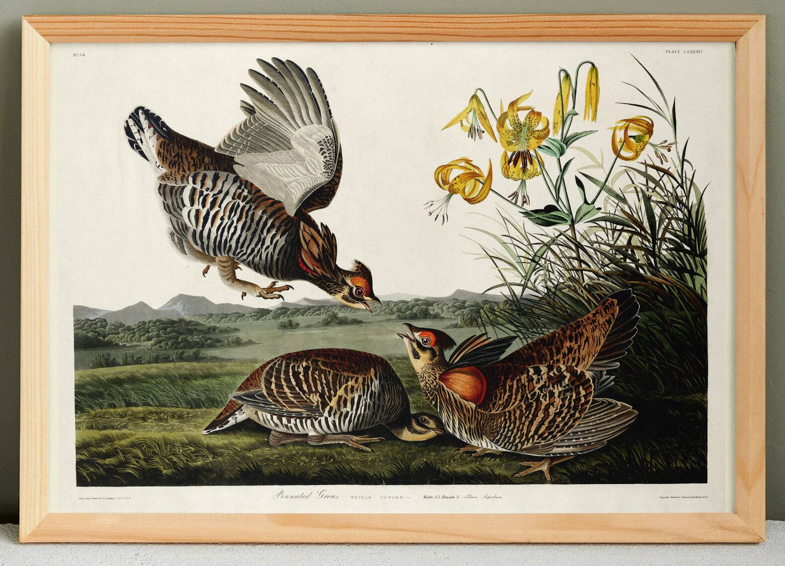 Poster of the Sharp-tailed Hazel Grouse, after an old engraving from 1827