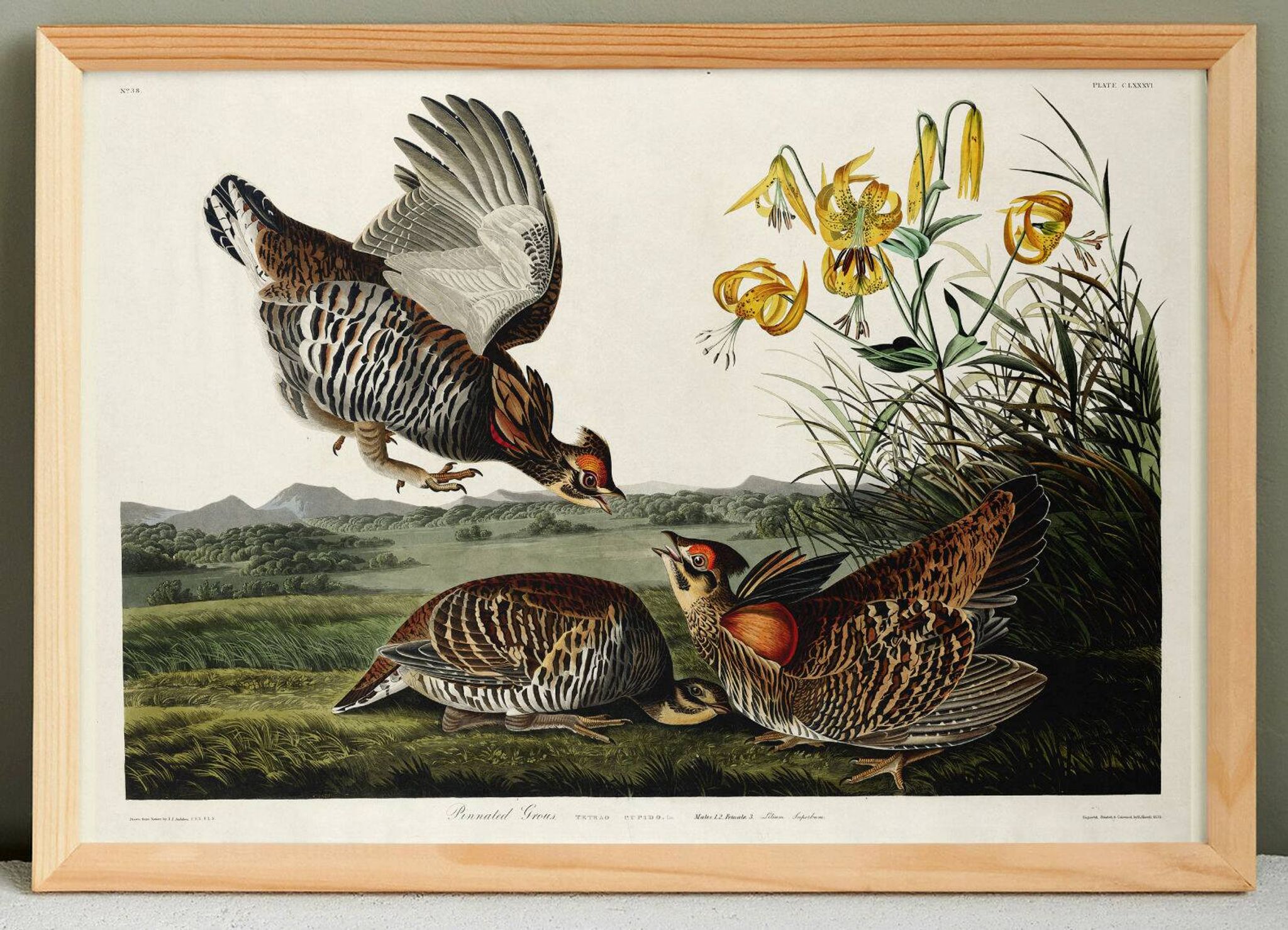 Affiche sur la Gélinotte à queue fine, d’après une gravure ancienne de 1827