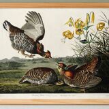 Poster of the Sharp-tailed Hazel Grouse, after an old engraving from 1827