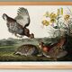 Affiche sur la Gélinotte à queue fine, d’après une gravure ancienne de 1827