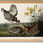 Affiche sur la Gélinotte à queue fine, d’après une gravure ancienne de 1827