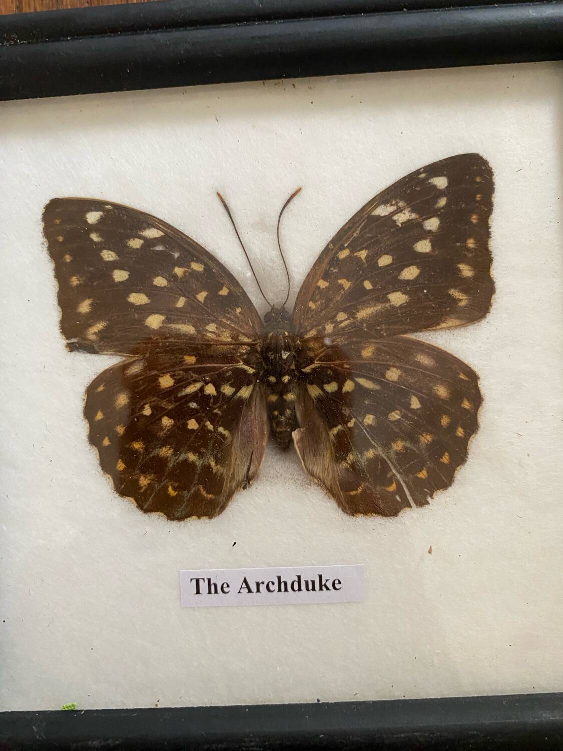 Framed butterfly specimen The Archduke.