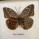 Framed butterfly specimen The Archduke.