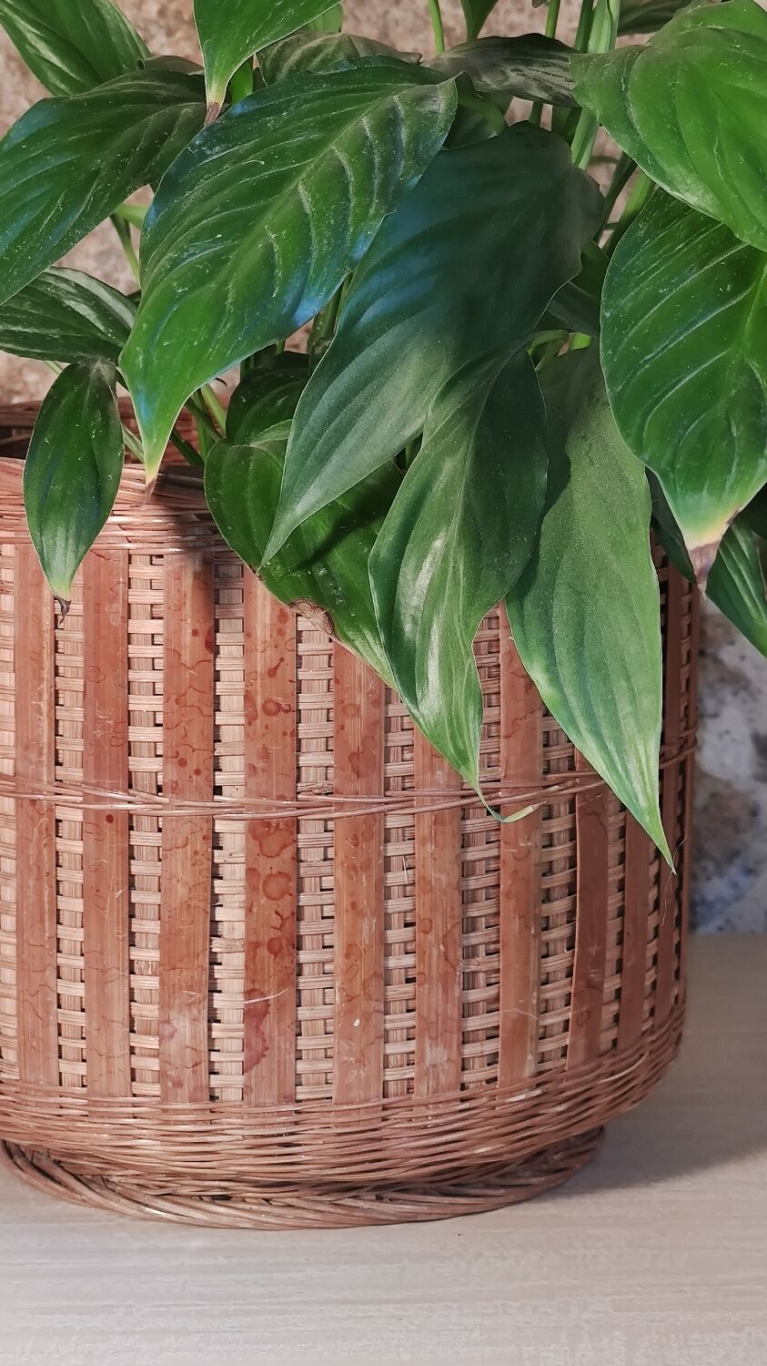 Rattan plant pot
