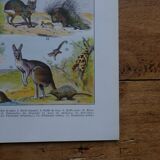 Original mammalian lithographs