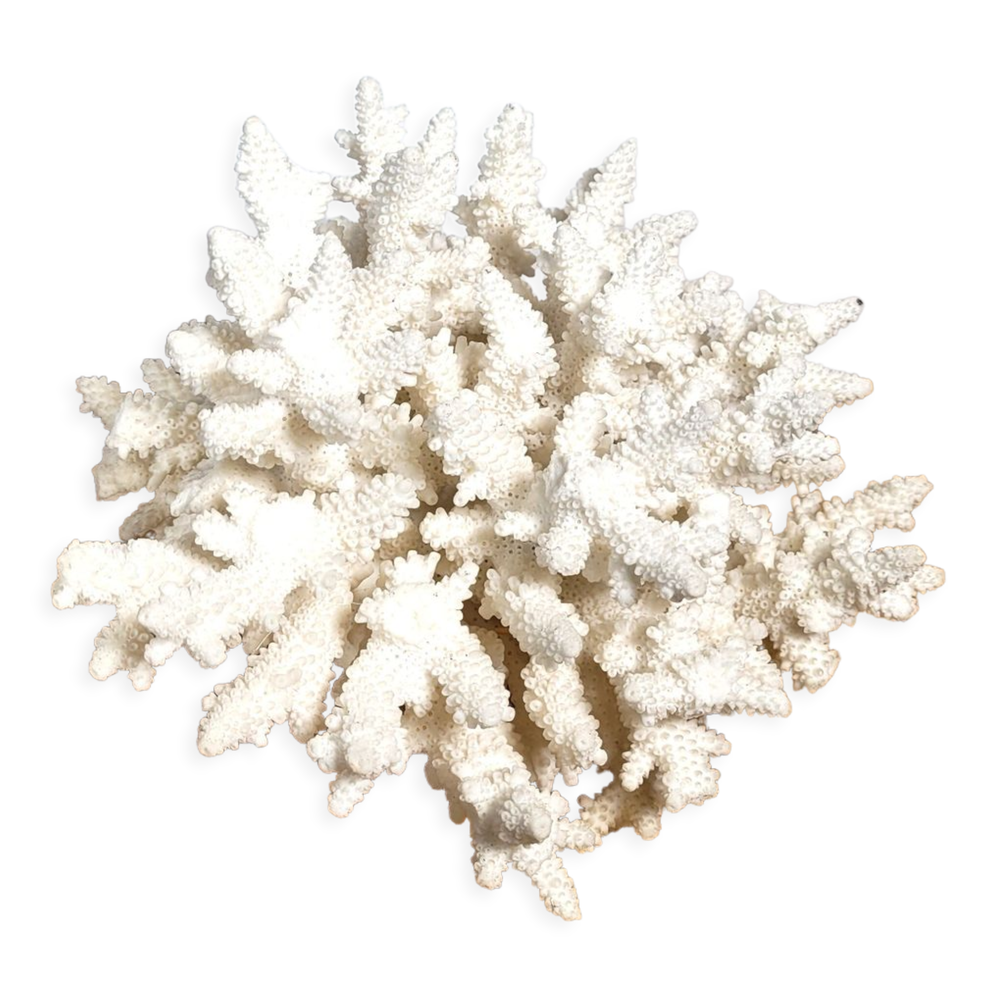 White coral