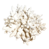 White coral