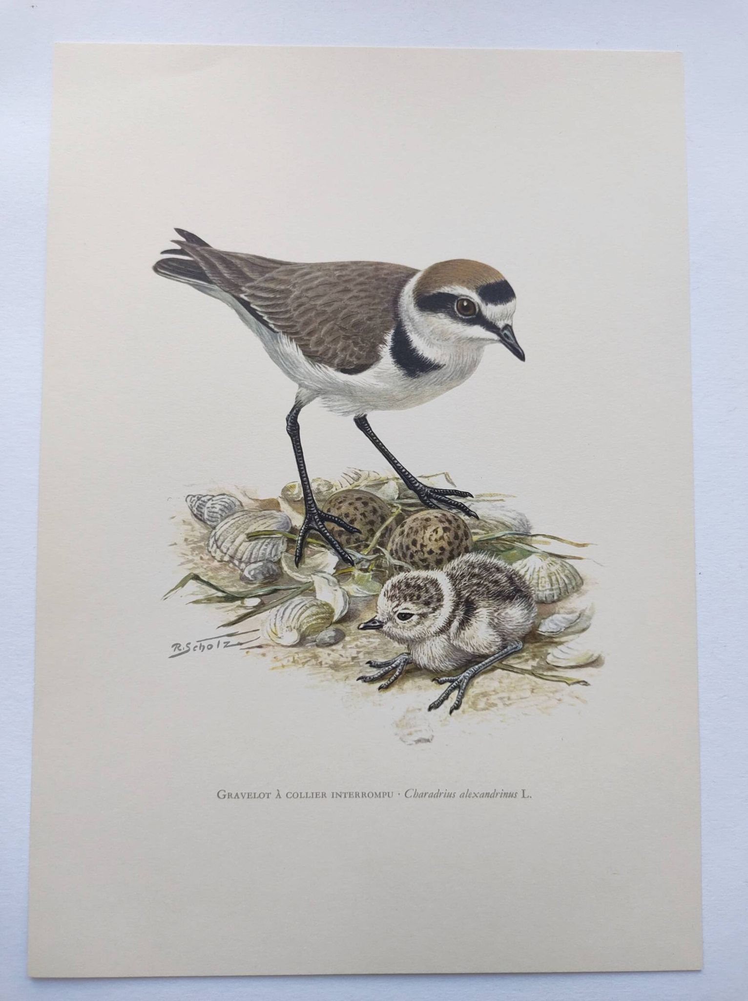 Old bird board from the 60s - Ringed Plover - Nature image