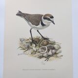 Old bird board from the 60s - Ringed Plover - Nature image