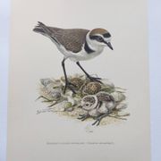 Old bird board from the 60s - Ringed Plover - Nature image
