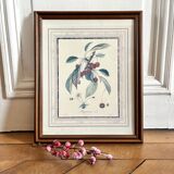 Botanical frame bigarreaux cherry branch