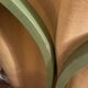 Baumann chairs