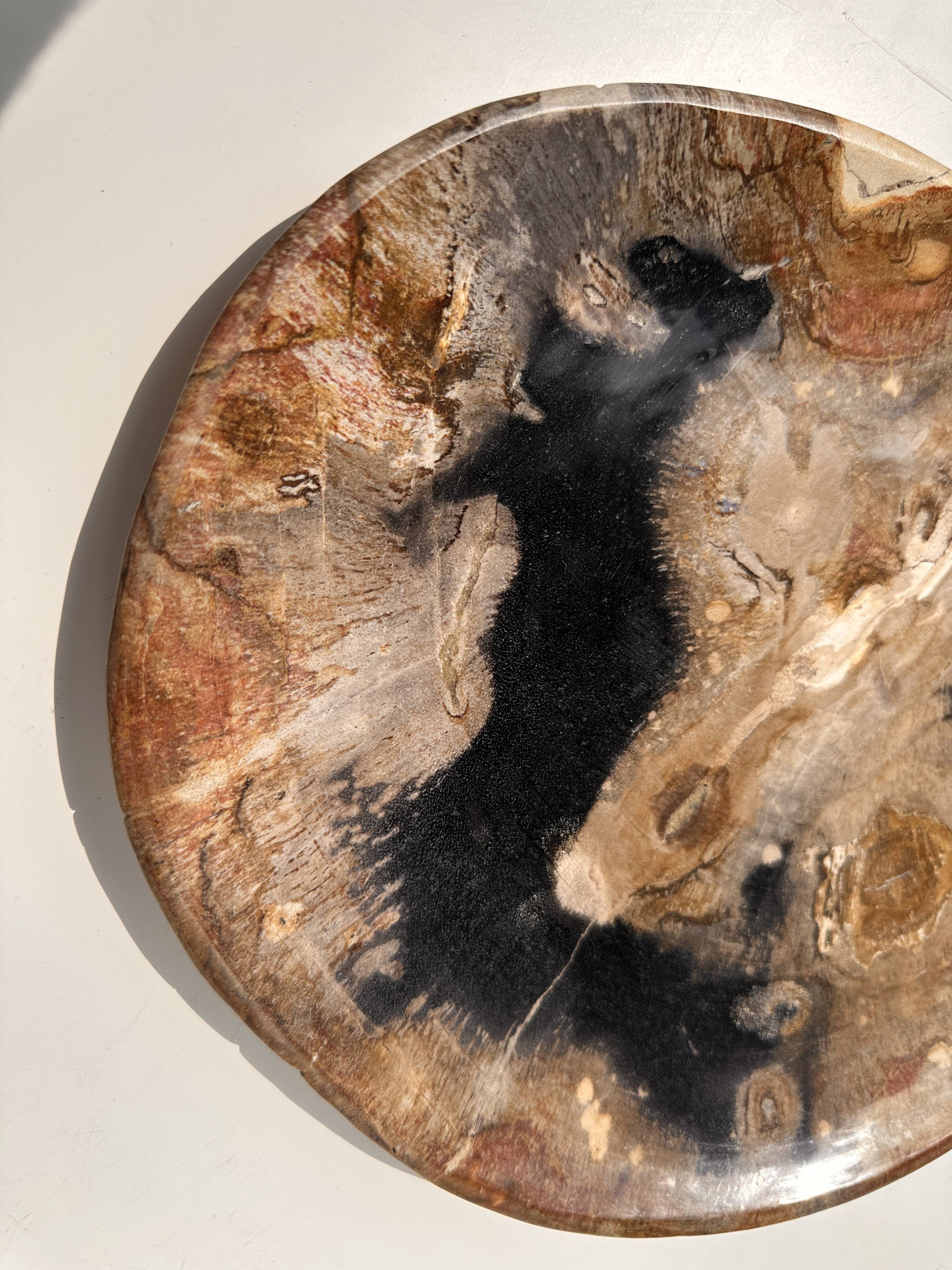 Large empty pocket or dish in petrified wood