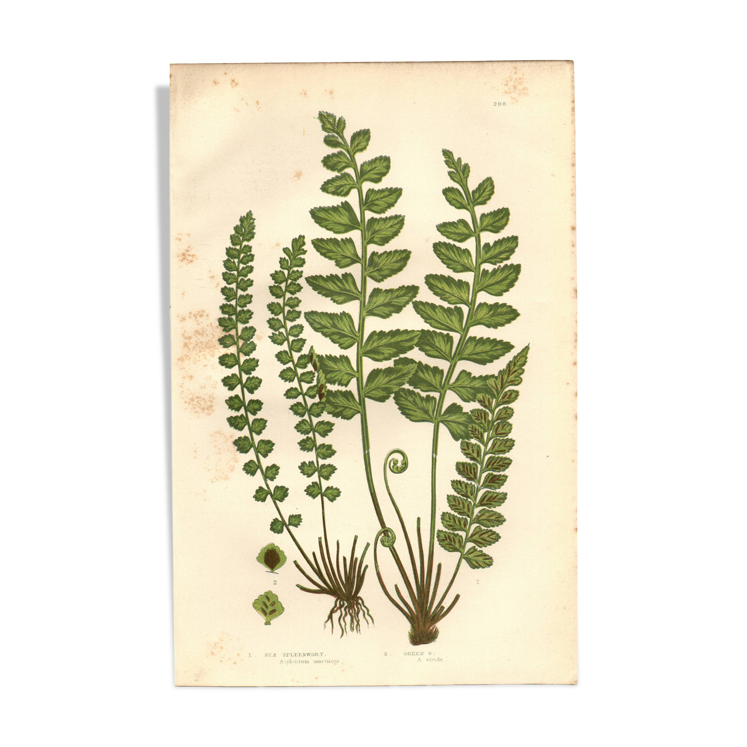Engraving from 1889 - Fougères cétérach by A. Pratt - old botanical plate
