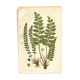 Engraving from 1889 - Fougères cétérach by A. Pratt - old botanical plate