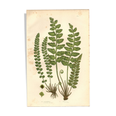 Engraving from 1889 - Fougères cétérach by A. Pratt - old botanical plate