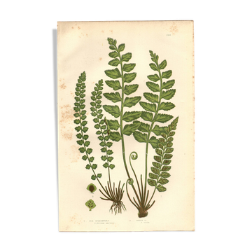 Engraving from 1889 - Fougères cétérach by A. Pratt - old botanical plate