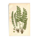 Engraving from 1889 - Fougères cétérach by A. Pratt - old botanical plate
