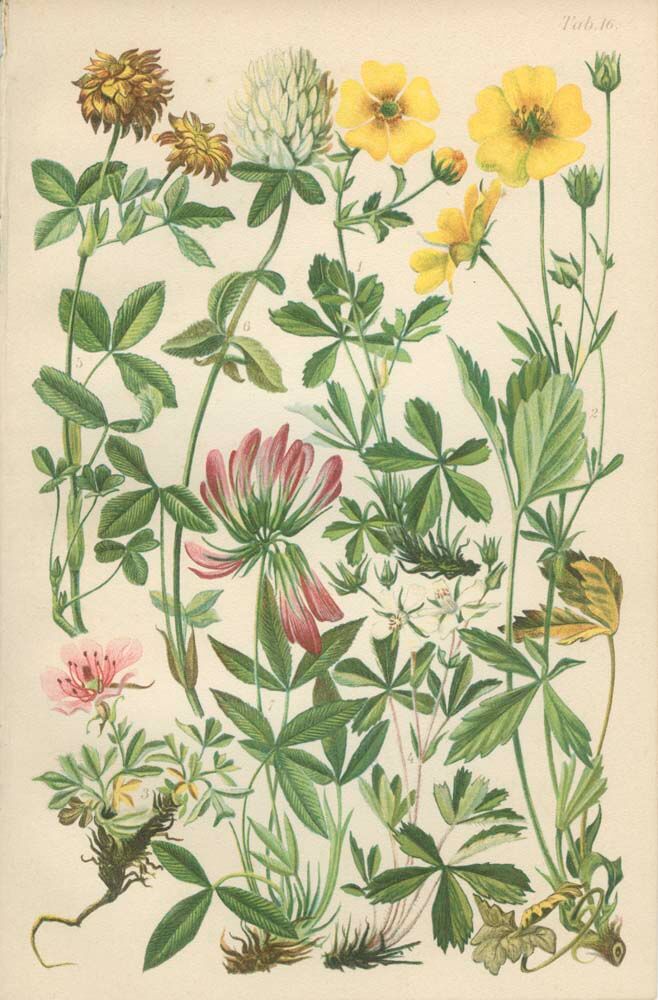 Botanical plate 1906 Potentilla, brown clover, snow trills, alpine clover
