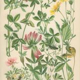 Botanical plate 1906 Potentilla, brown clover, snow trills, alpine clover