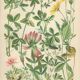 Botanical plate 1906 Potentilla, brown clover, snow trills, alpine clover
