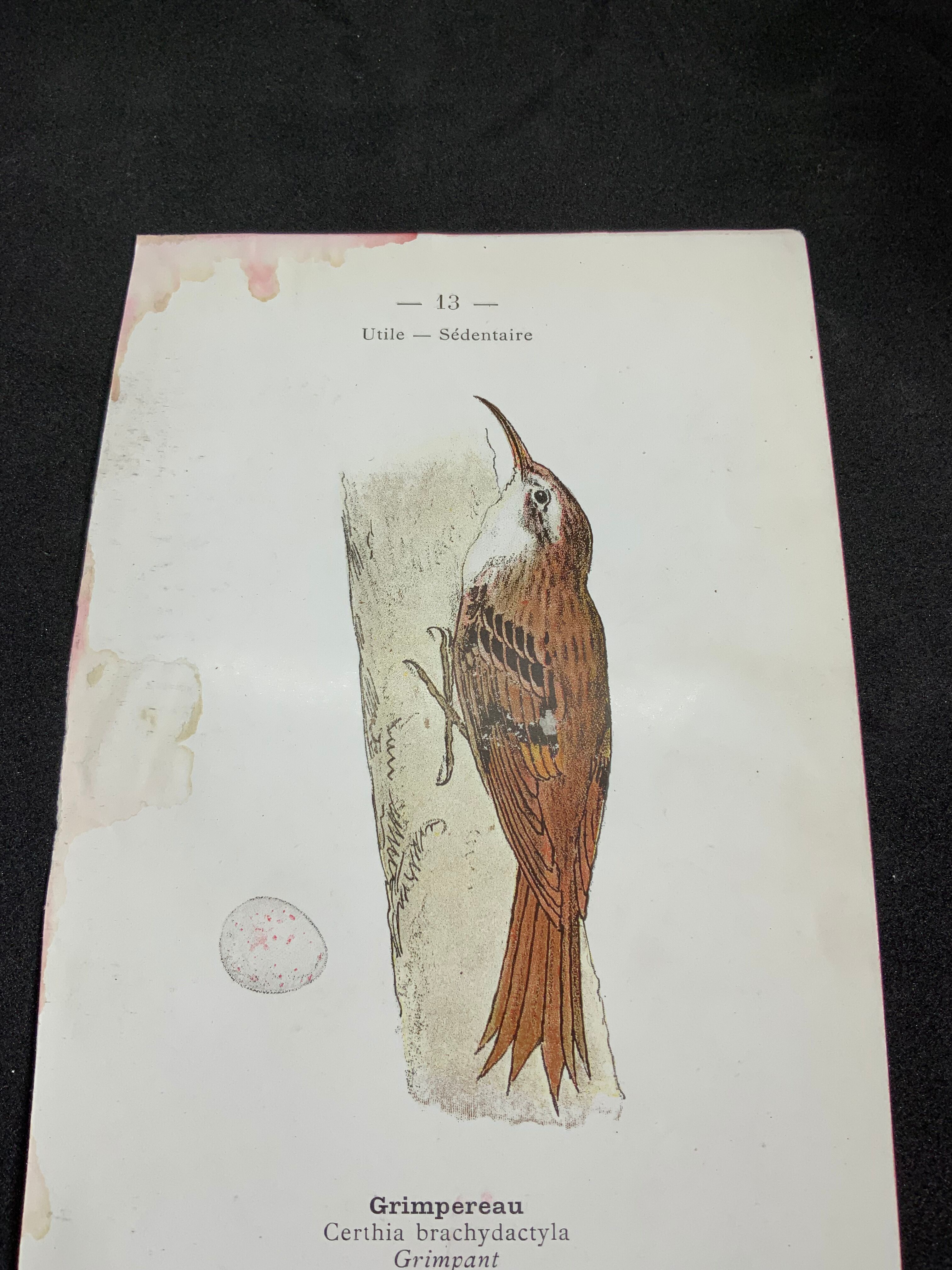 Planche naturaliste ancienne oiseaux gravure double face ouvrage 1908 G. Denise