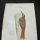 Planche naturaliste ancienne oiseaux gravure double face ouvrage 1908 G. Denise