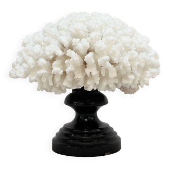 natural white coral on turned wooden base Napoleon III 19th century cabinet of curiosities