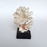 White coral cloud