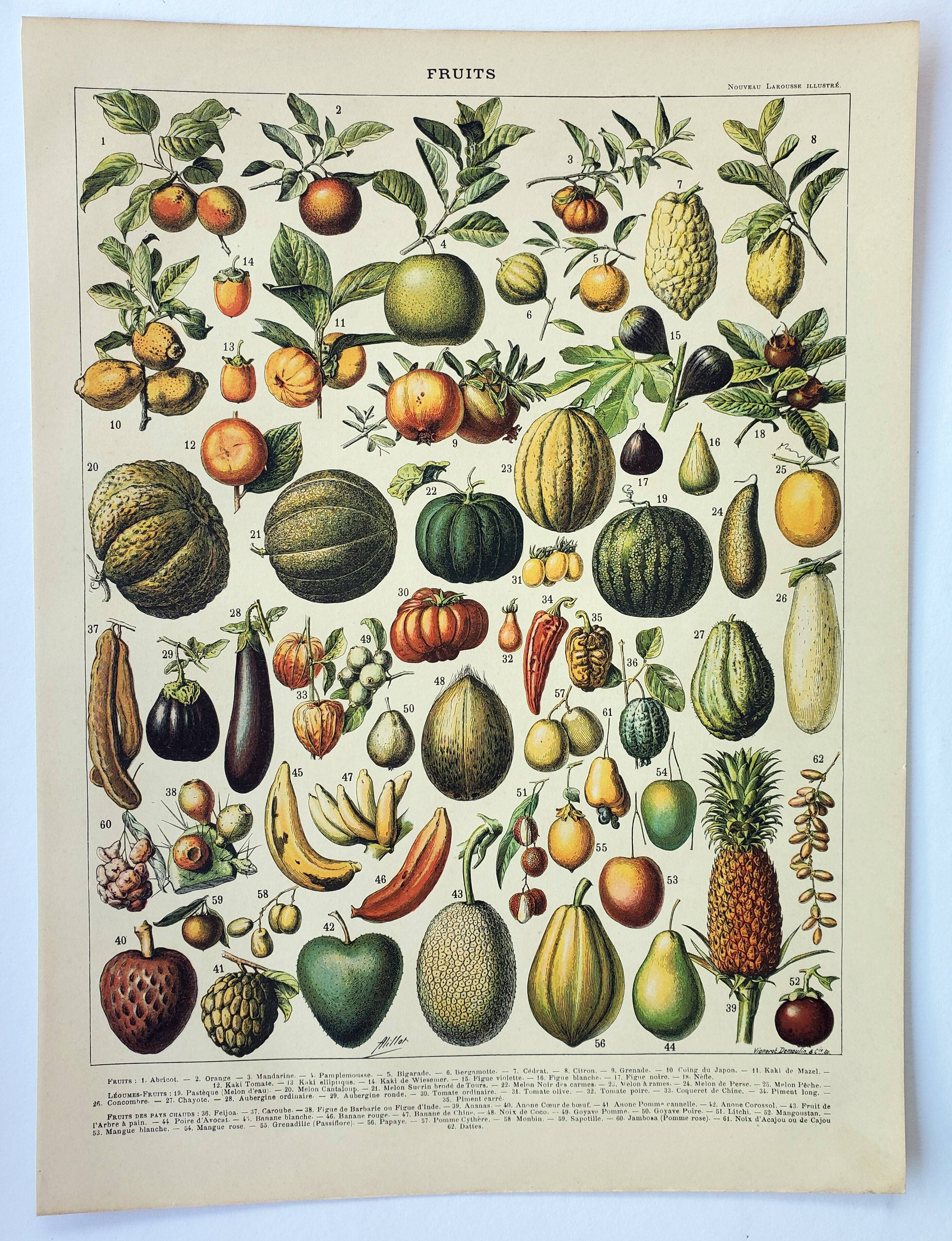Old engraving 1898, Fruits (exotic), varieties • Original and vintage lithograph