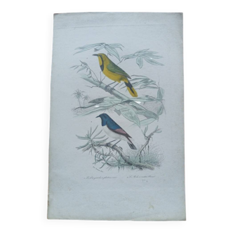 Poster - 19th century zoological engraving of birds - magpie and blackbird