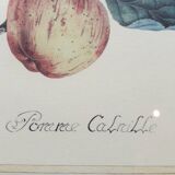 Calville apple botanical board