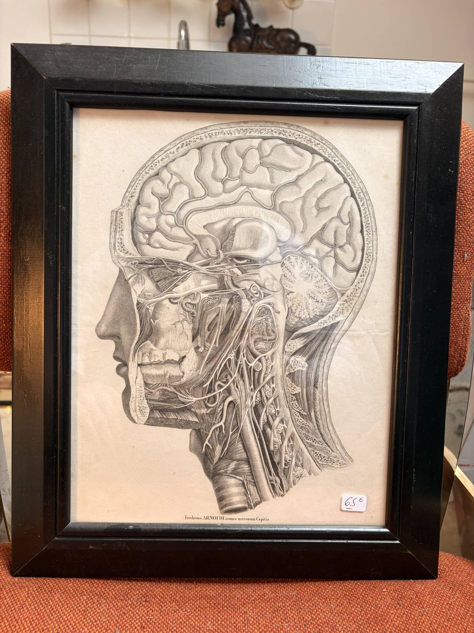 Old Print Engraving by Friderici Arnoldi Icones of the Nerves of the Head