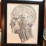Old Print Engraving by Friderici Arnoldi Icones of the Nerves of the Head