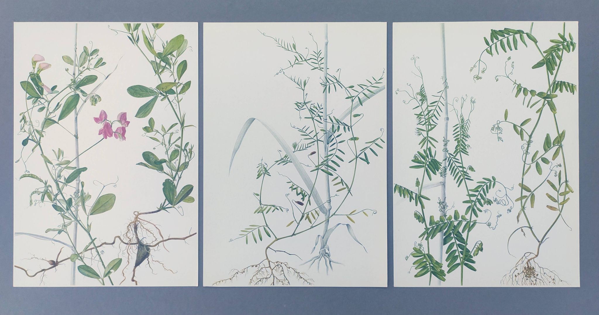 Lot of 3 vintage botanical plates from 1978 - including Tuberose pea - Natural illustration