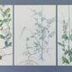 Lot of 3 vintage botanical plates from 1978 - including Tuberose pea - Natural illustration