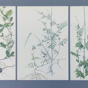 Lot of 3 vintage botanical plates from 1978 - including Tuberose pea - Natural illustration