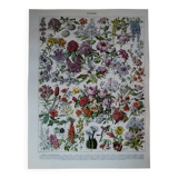 Original lithograph on flowers (2)